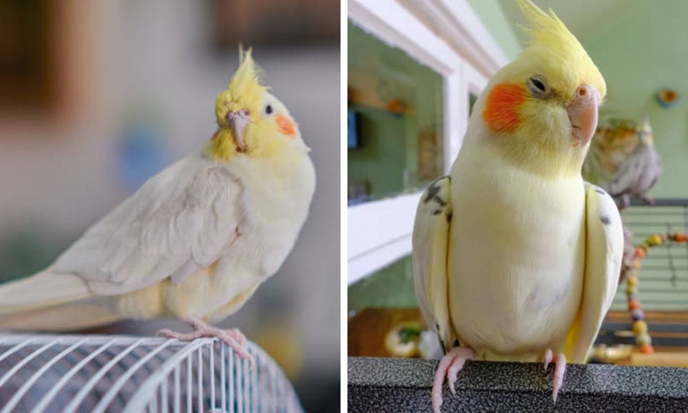 lutino cockatiel and cockatiel mutation