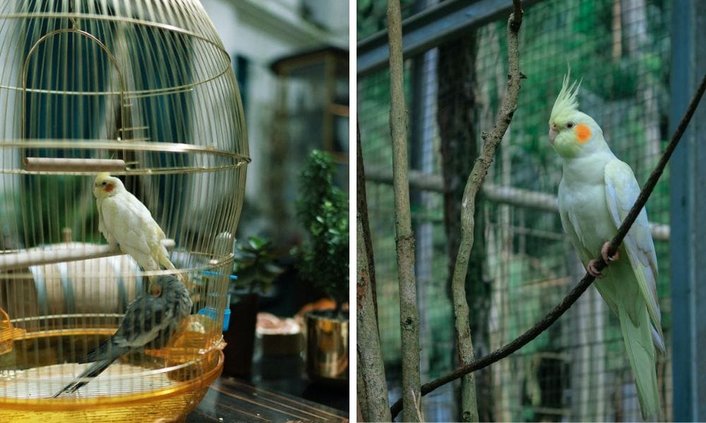 3 cockatiels