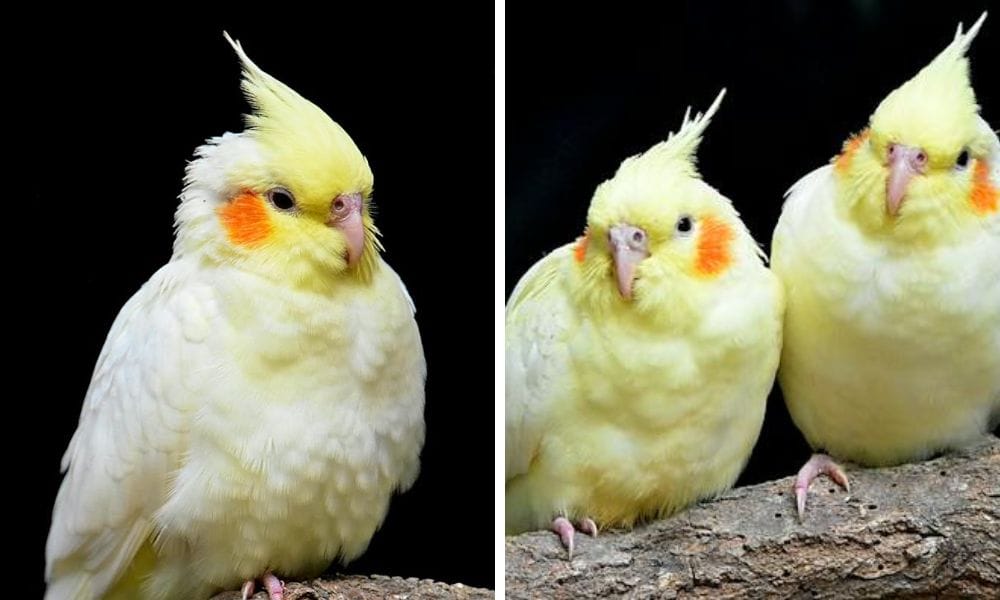 lutino cockatiel