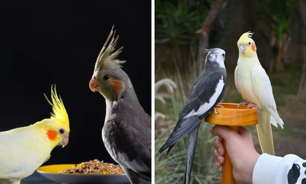 cockatiel mutation