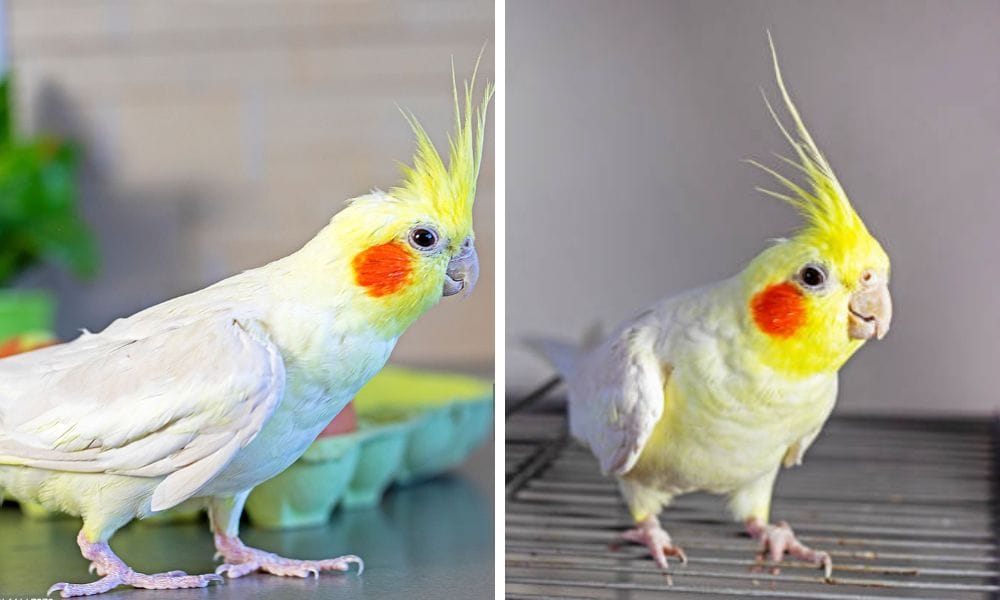 the mTypically male loses the white or yellow barring and spots on the underside of his tail feathers and wings