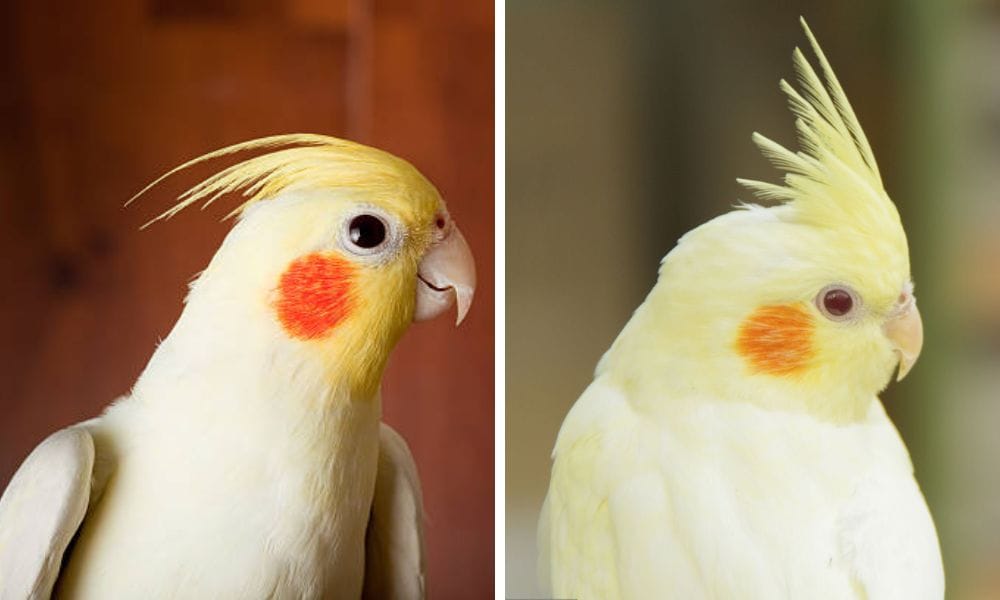 cockatiel bird
