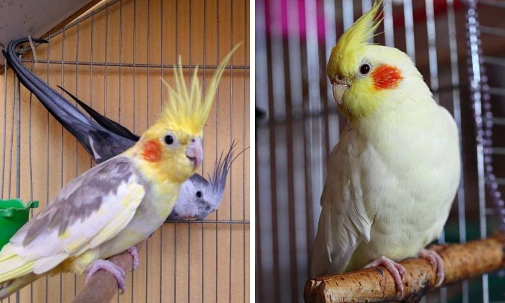 lutino cockatiel and cockatiel mutation