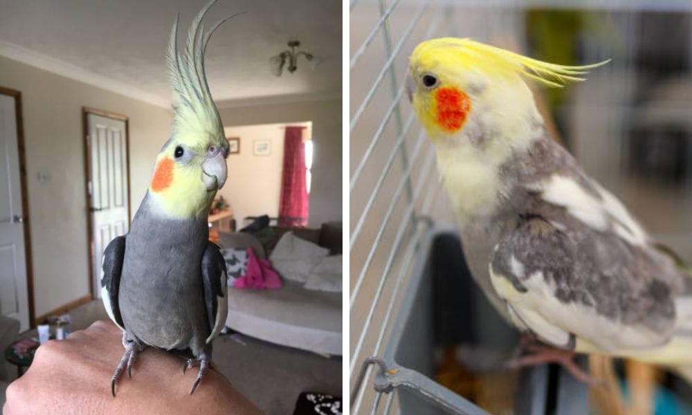 Normal grey cockatiel and cockatiel mutation