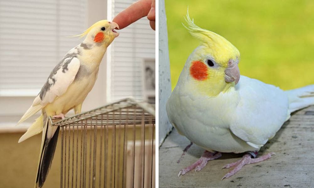 lutino cockatiel and mutation