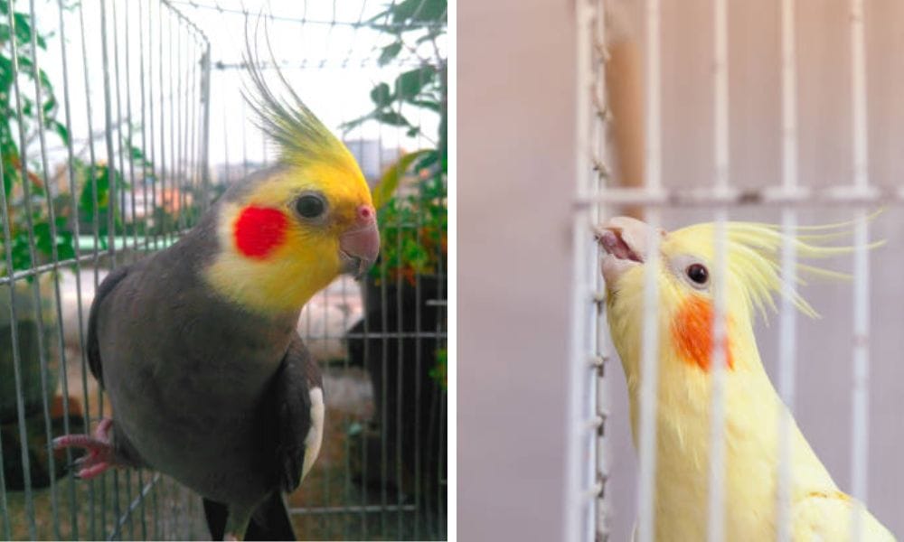 normal grey cockatiel and white cockatiel