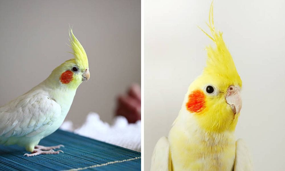 lutino cockatiel