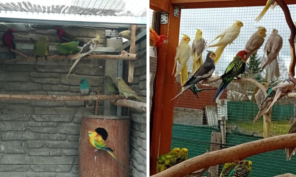 cockatiels with other birds