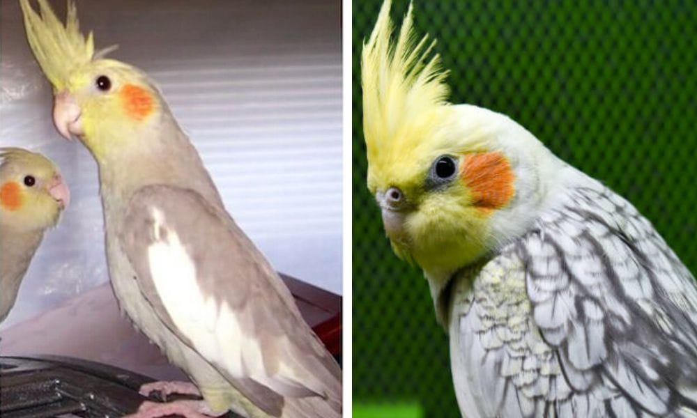 cinnamon cockatiel and lutino pearl cockatiel