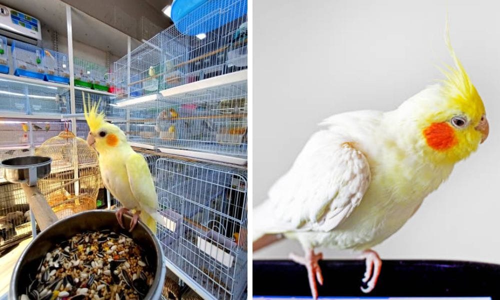 lutino cockatiel