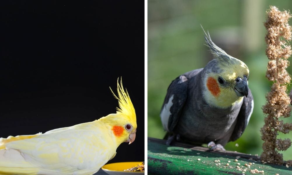 normal grey cockatiel and lutino cockatiel