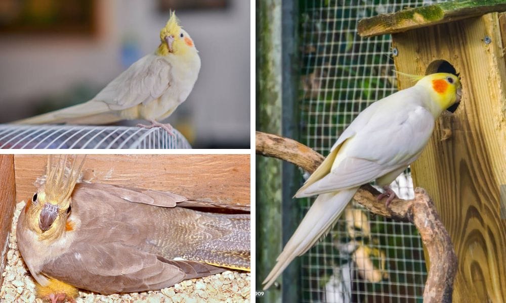 Female commonly retains the horizontal barring on the underside of her tail feathers