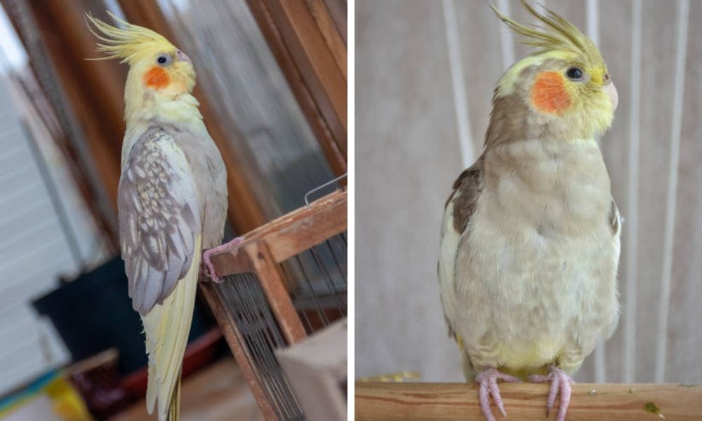 many years of breading resulted in cinnamon mutation