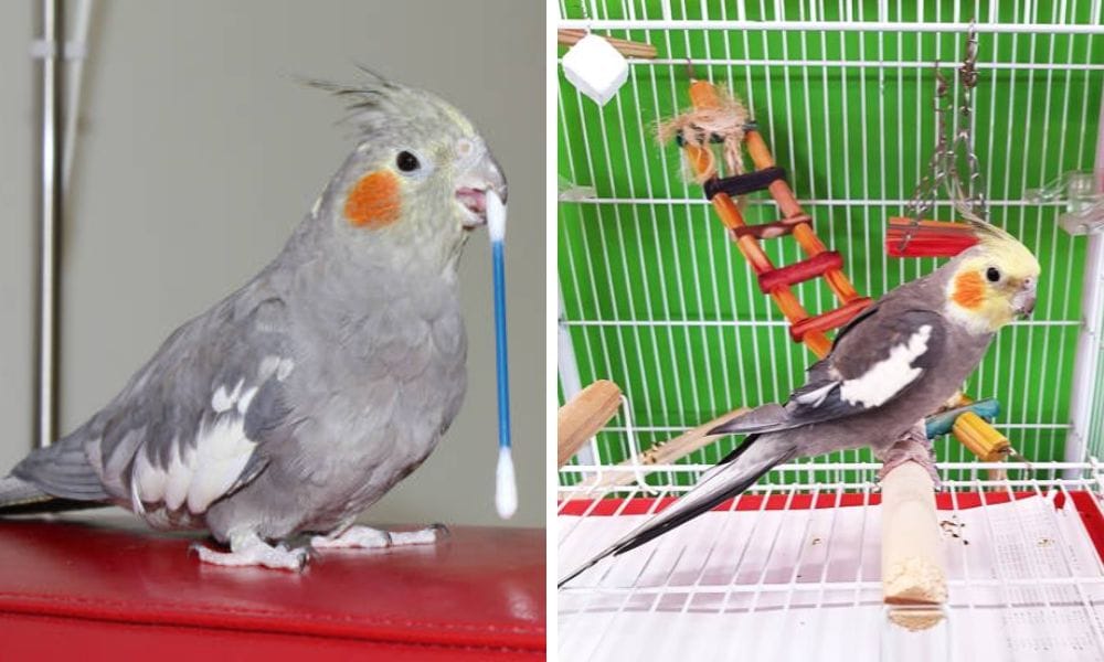 cockatiel bird toys and bird perches
