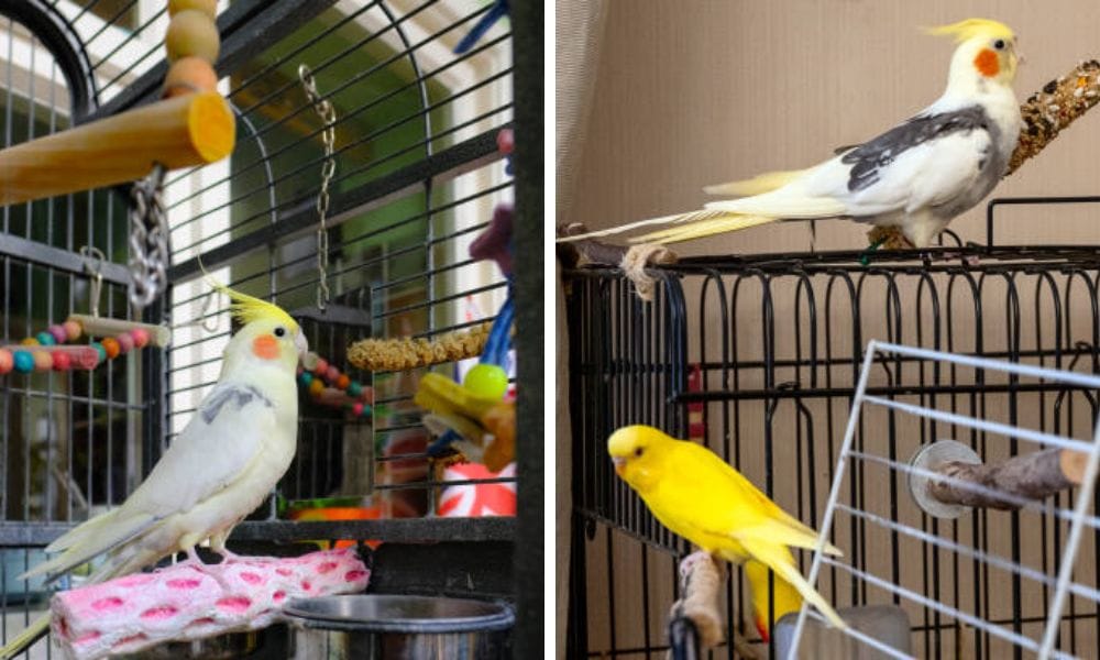 cockatiel toys