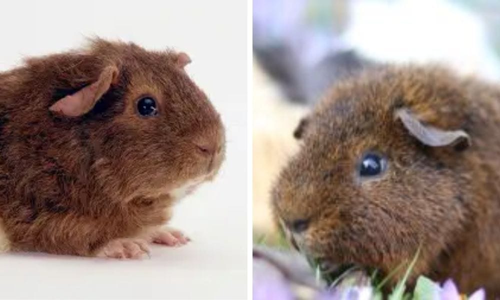 rex guinea pig