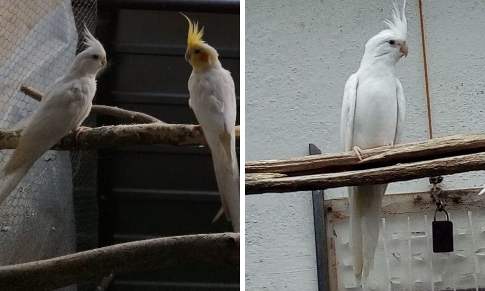Albino Cockatiel