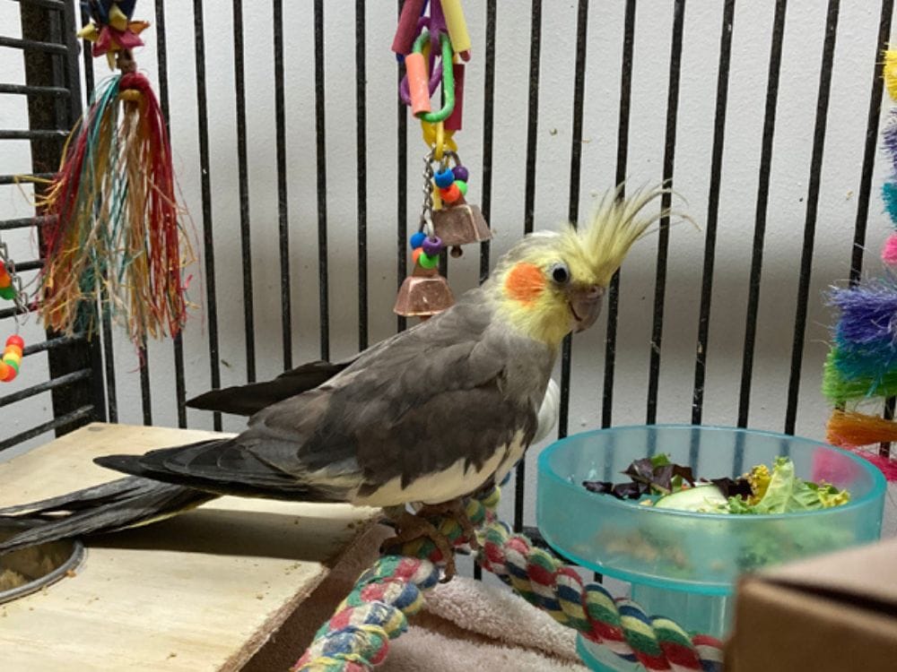 bird toys