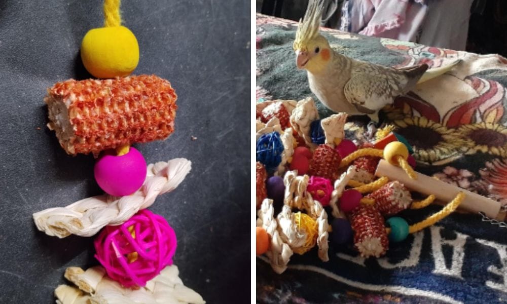 cockatiel playsing with other toys