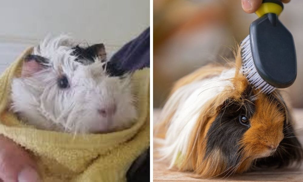 Pet Shampoo