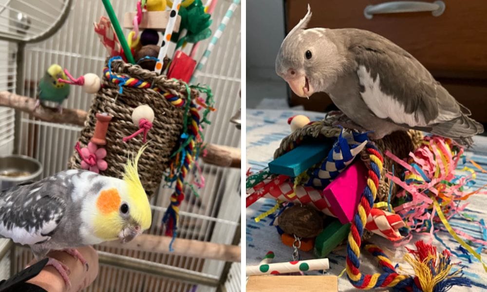 Shredding Toys for Cockatiels, Parrot Toys