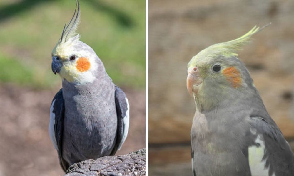 Male and Female Wild Cockatiel