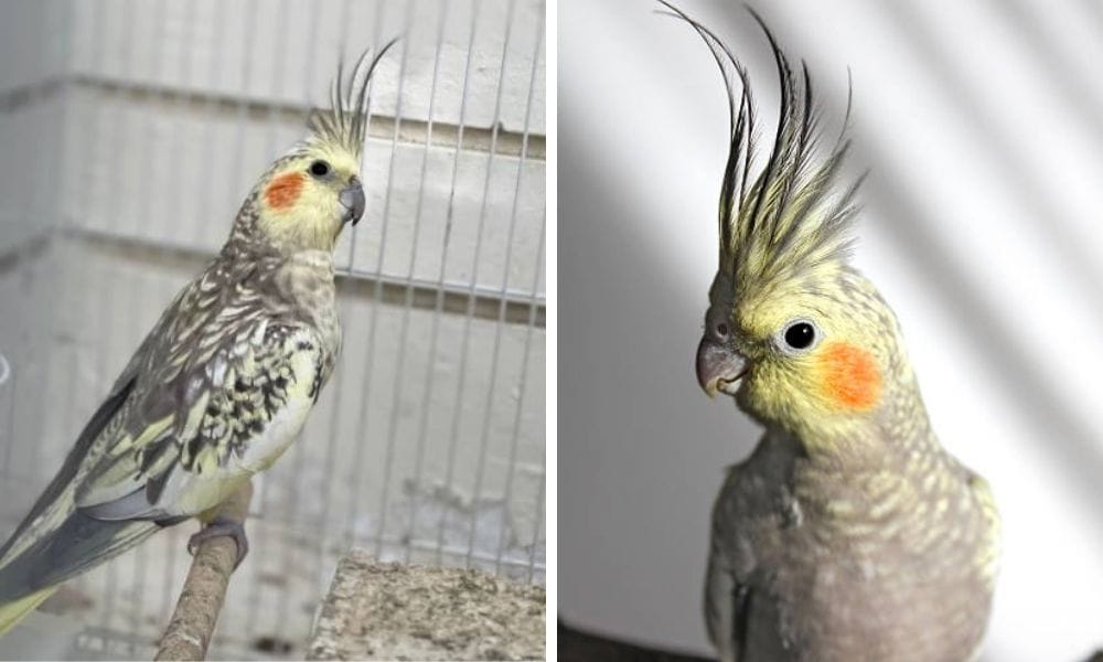 pearl cockatiel