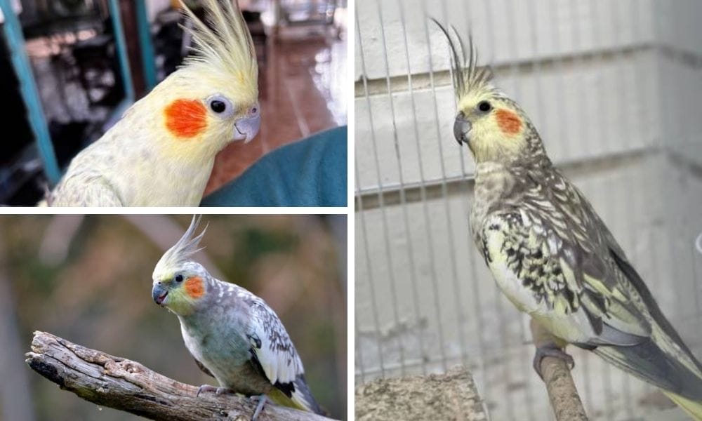 pearl cockatiel