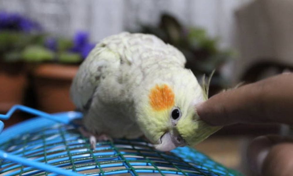 pearl cockatiel baby birds