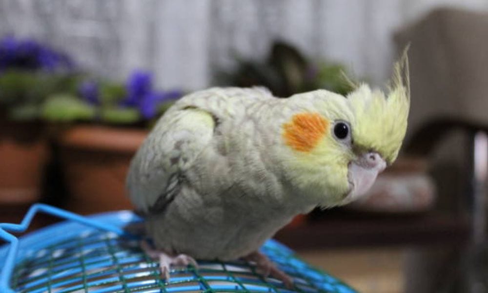 pearl cockatiel
