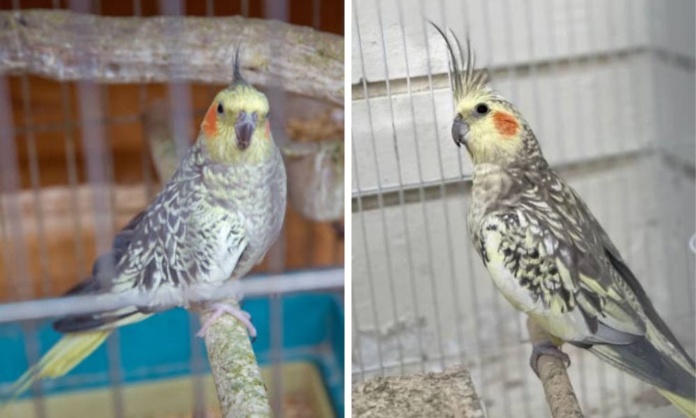 pearl cockatiel in a cage