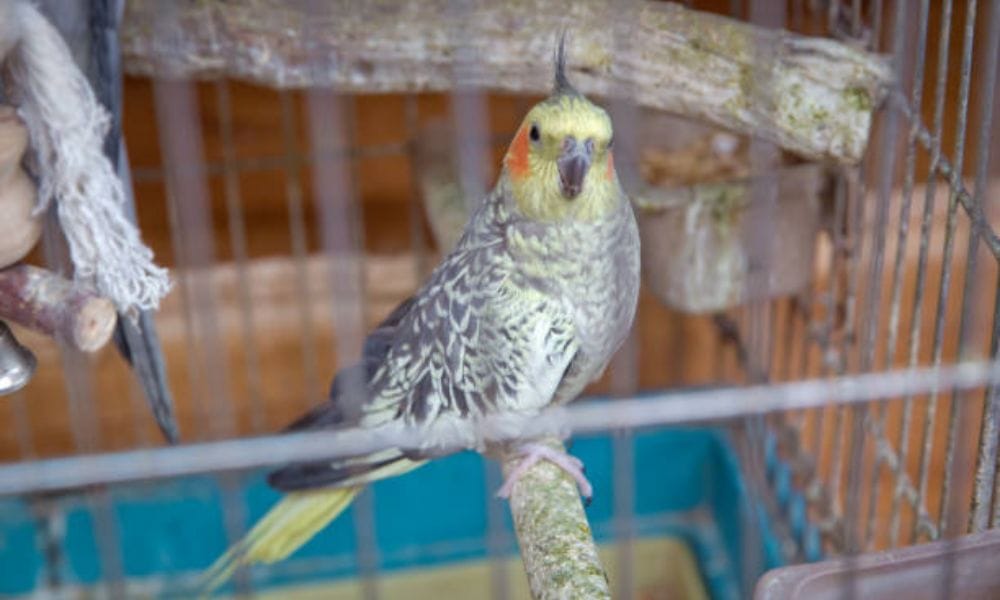 pearl cockatiel inside a cage