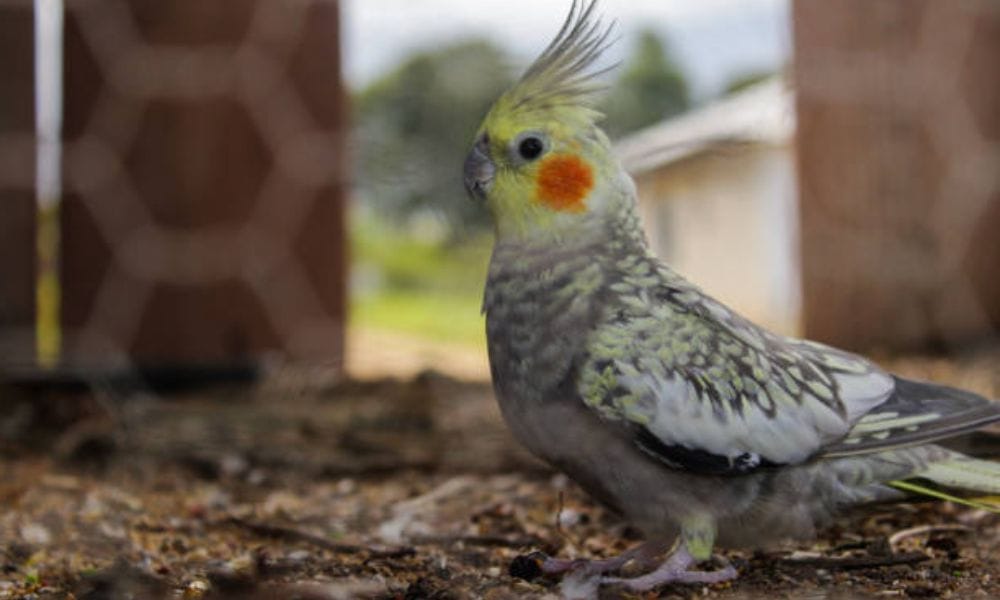 Pearl Cockatiel