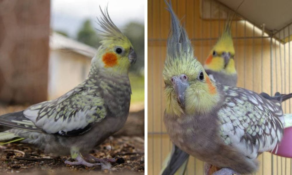 pearl cockatiel with wild cockatiel