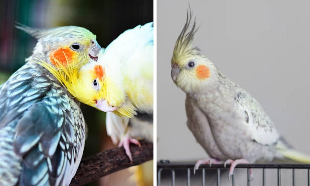 Pearl Cockatiel and white cockatiel