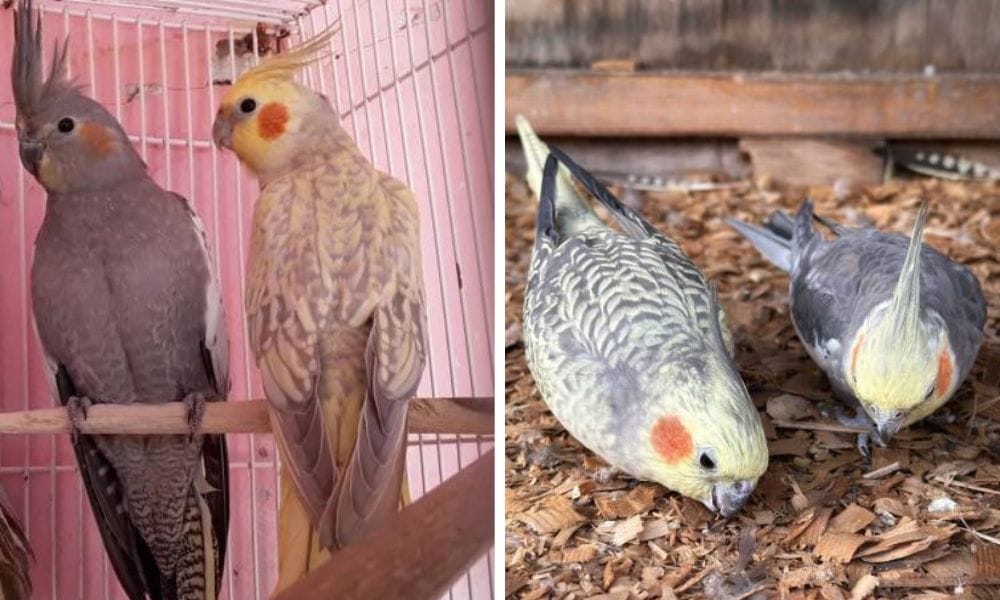 Normal grey and Pearl Cockatiel