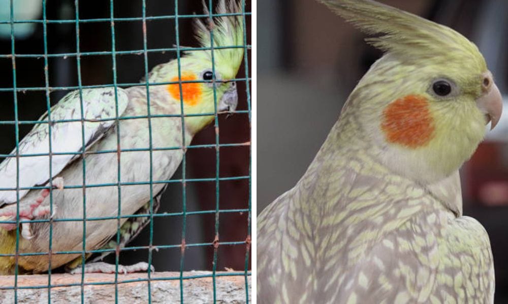cinnamon Pearl Cockatiel