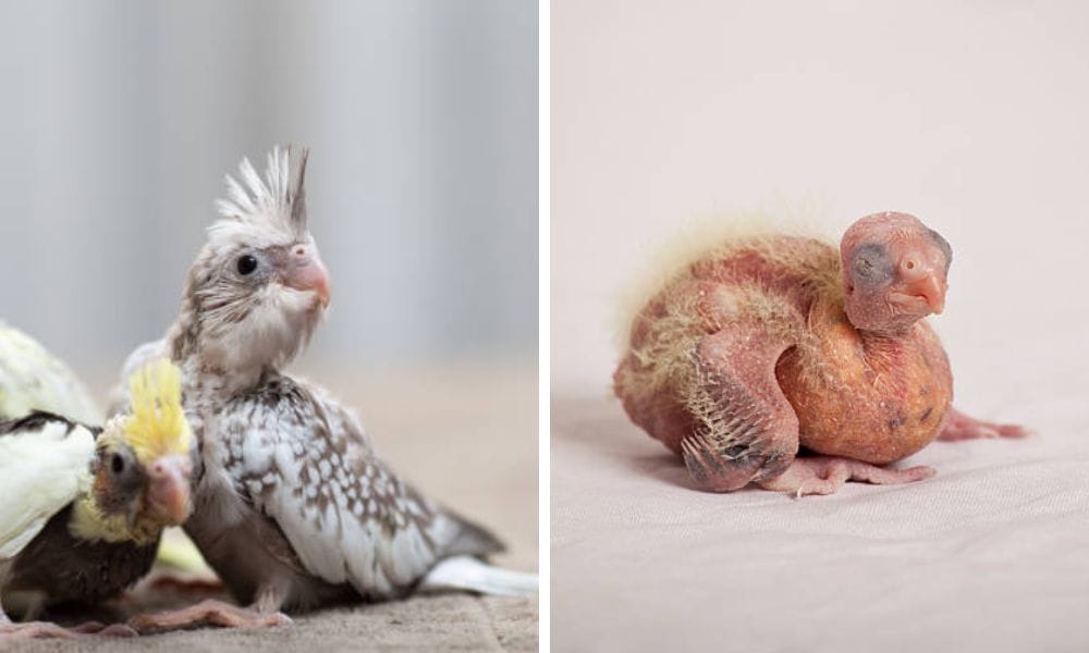 baby pearl cockatiel