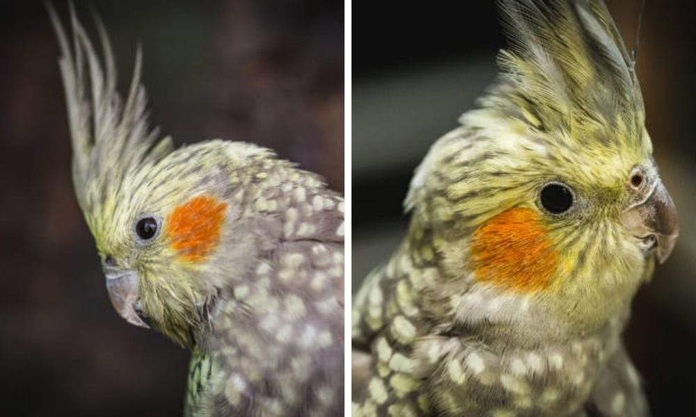 Pearl Cockatiel