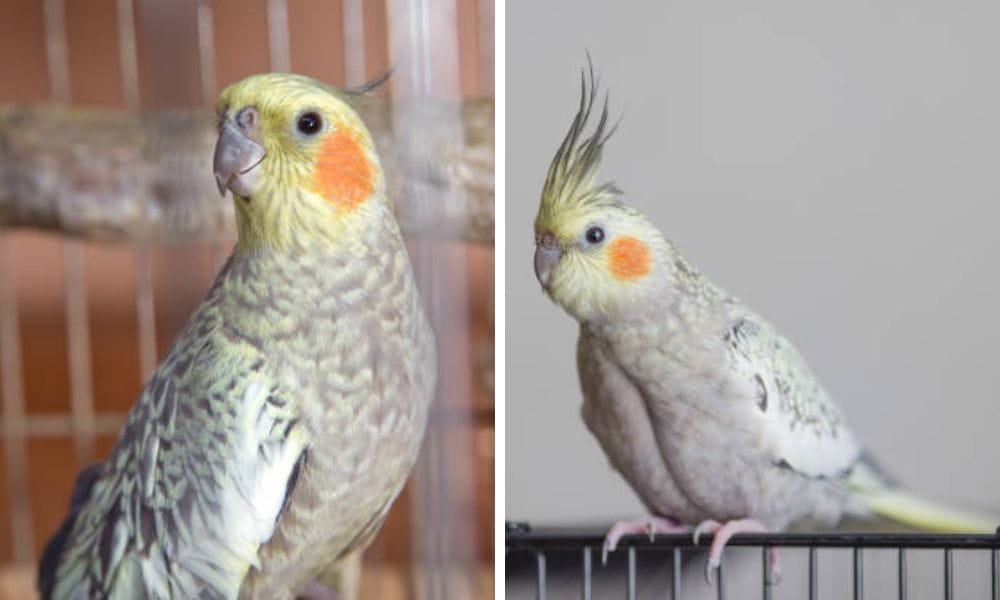 pearl cockatiel on a cage