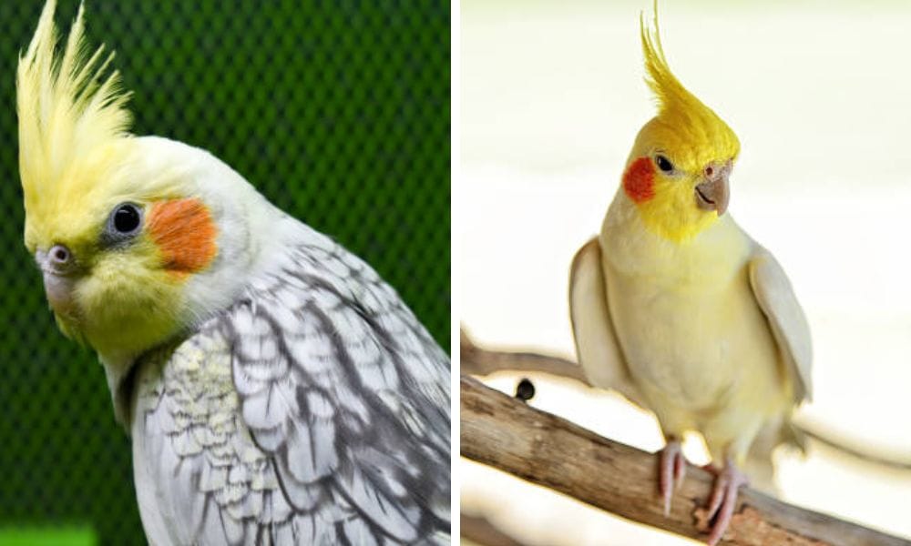 pearl cockatiel and lutino cockatiel