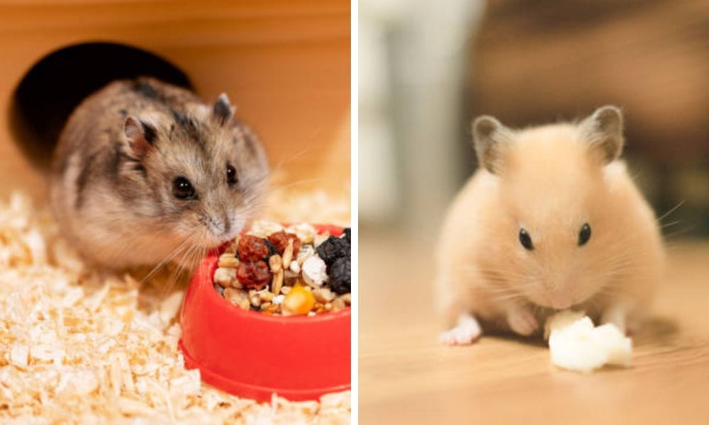 two hamsters
