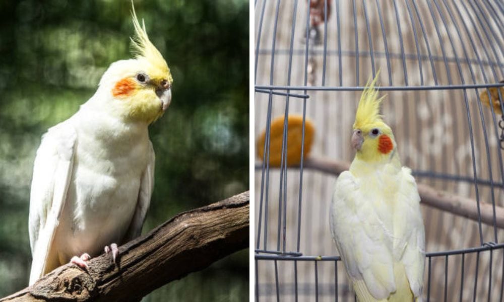 lutino cockatiel in a cage
