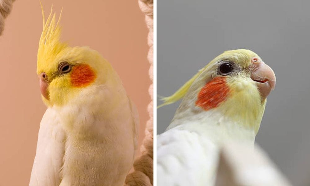 lutino cockatiel