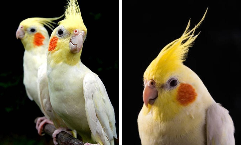 lutino cockatiel