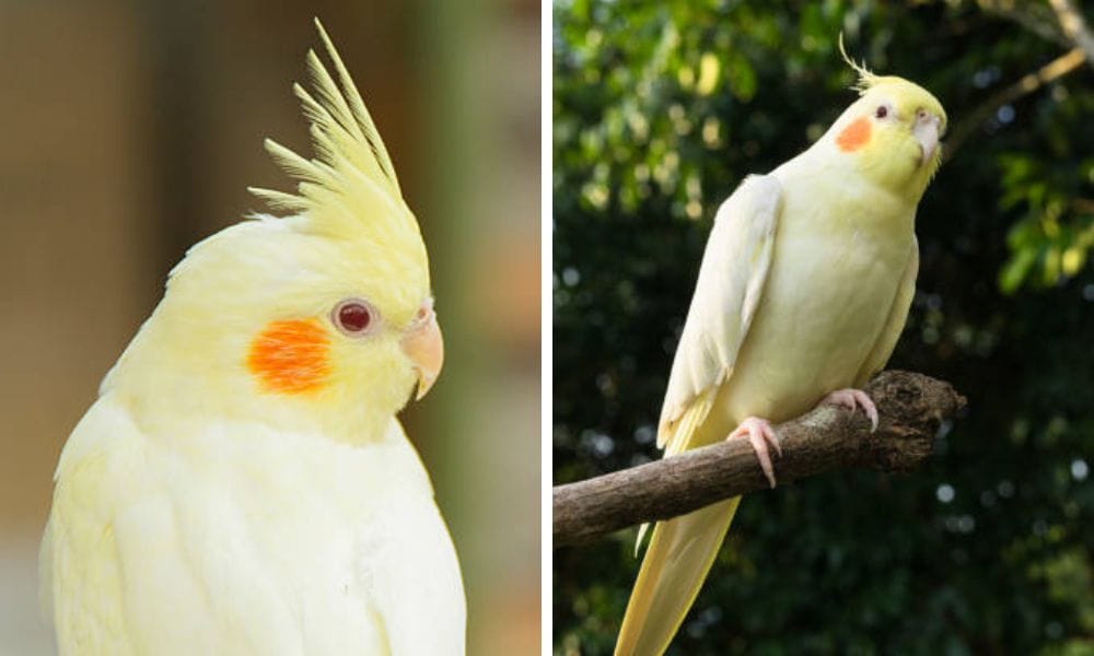 lutino cockatiel