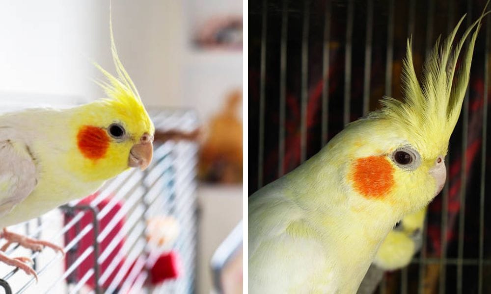 lutino cockatiel
