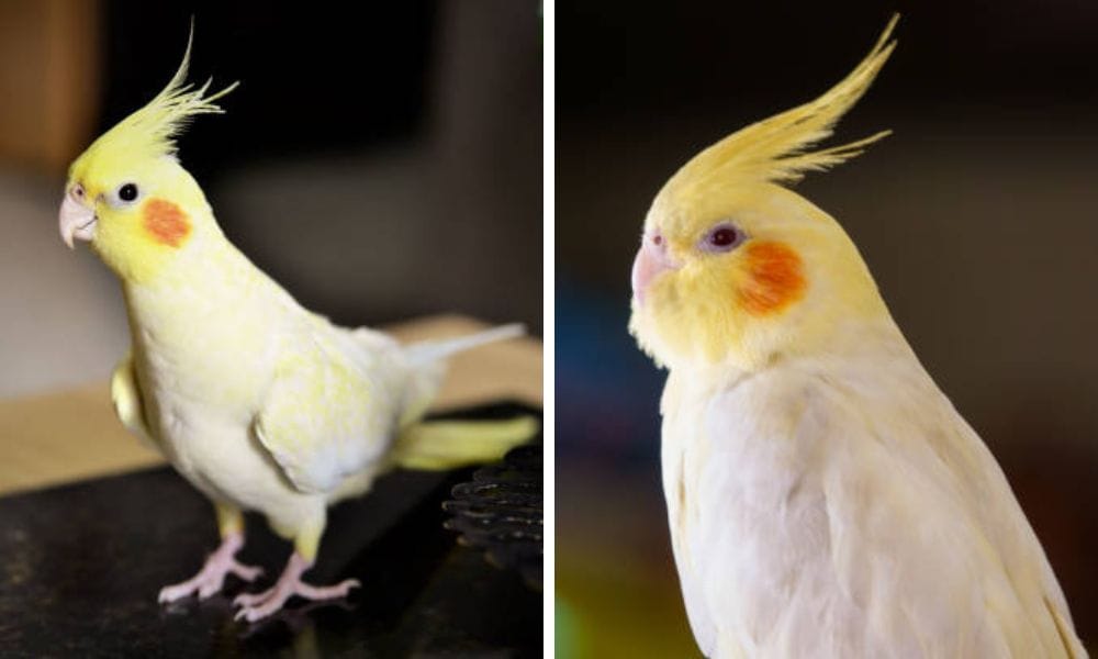 Personality Lutino cockatiels make great family pets