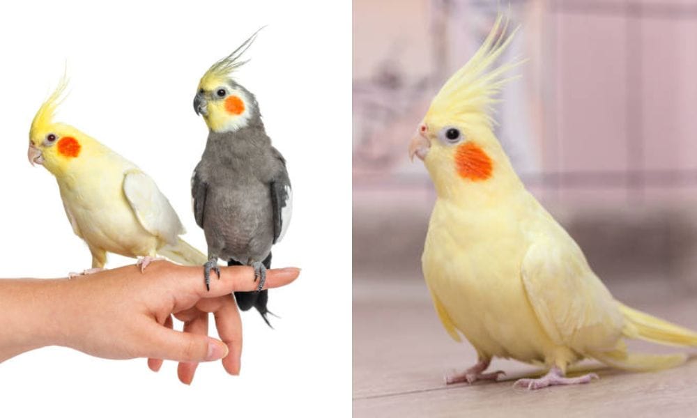 lutino cockatiel