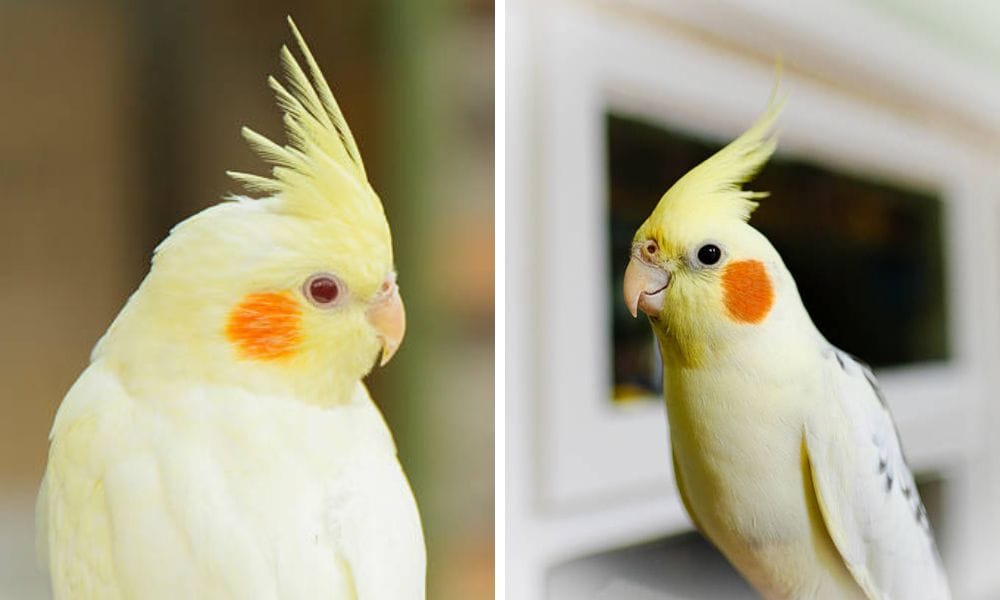 lutino cockatiel